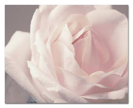 Delikatna róża - 40x50 cm - G100460