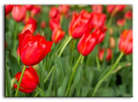 Macro - Czerwone tulipany - 50x70 cm - G92807