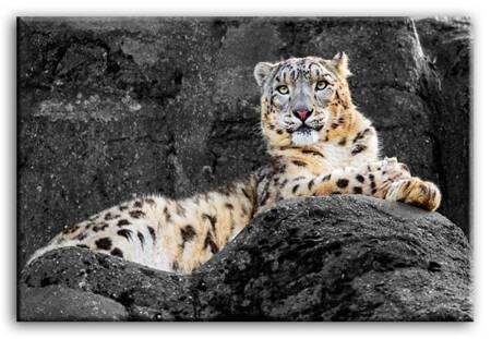 Wild Nature - Pantera śnieżna - 60x90 cm - G92852